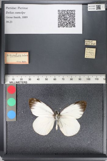 Media type: image;   Entomology 131805
